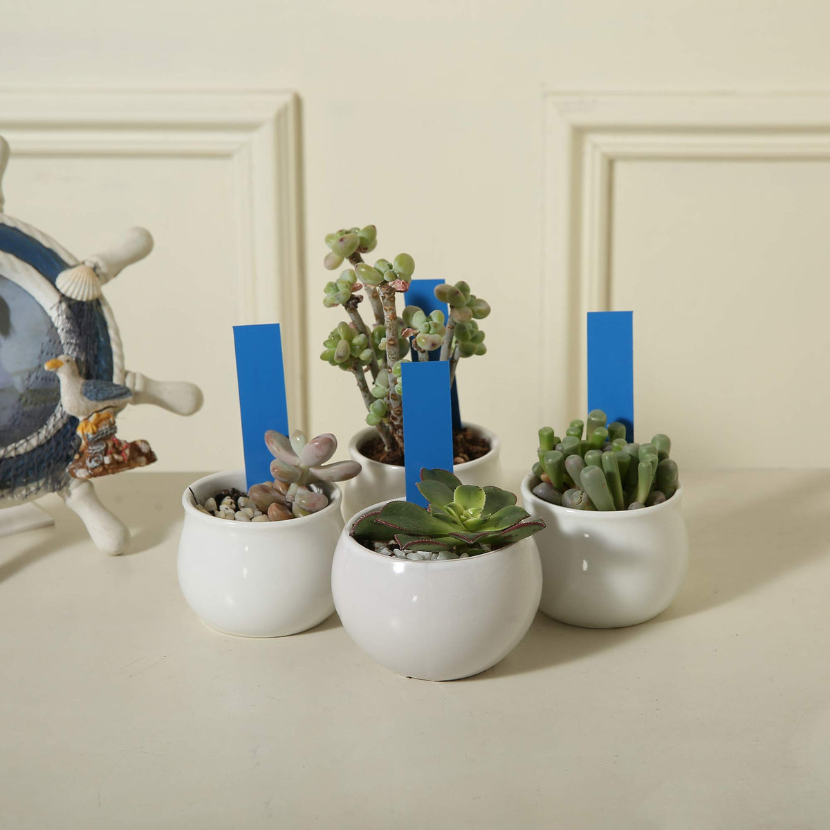 MIHEY bulk 1000 blue tags for large plant collections