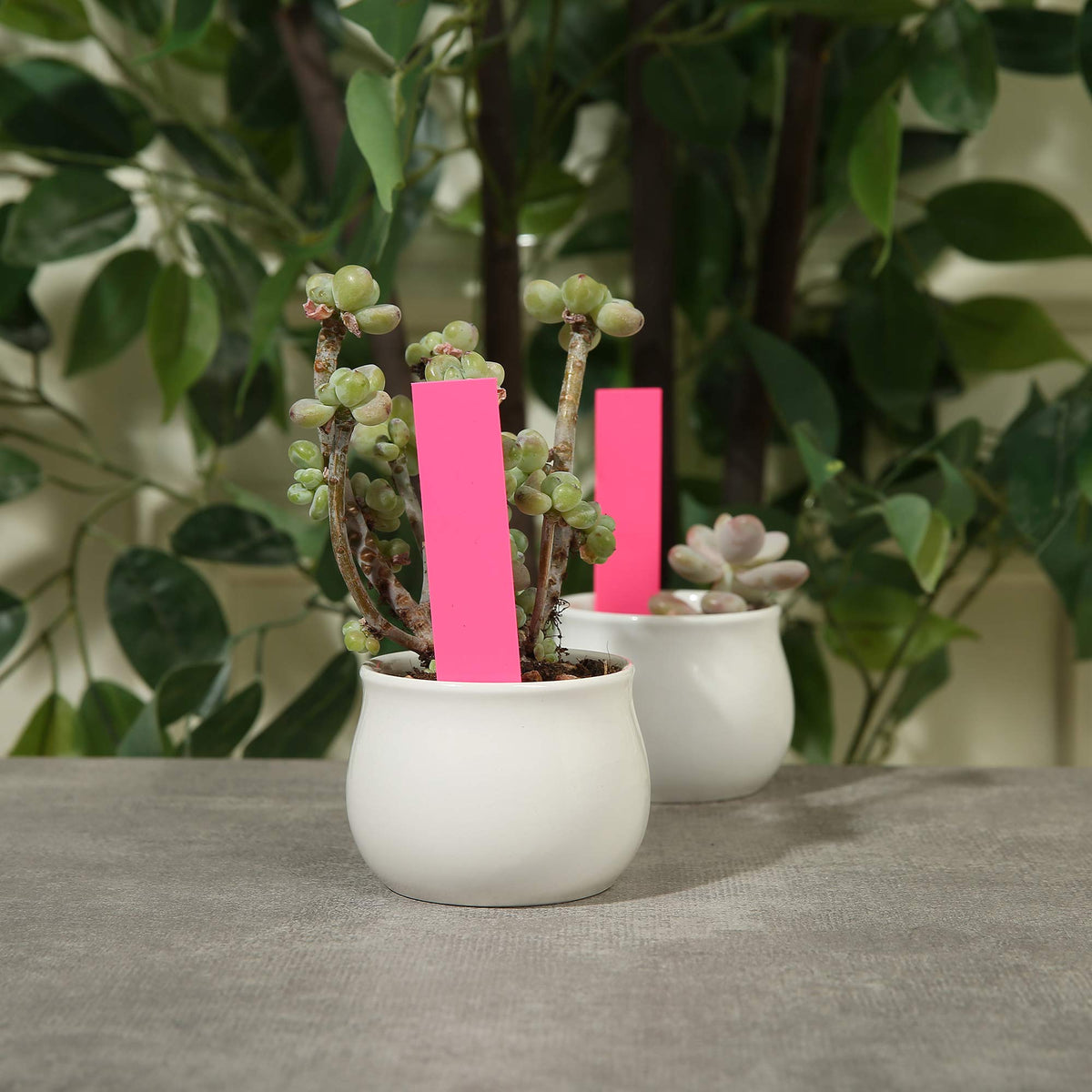 MIHEY pink seed marker helps distinguish varieties at a glance