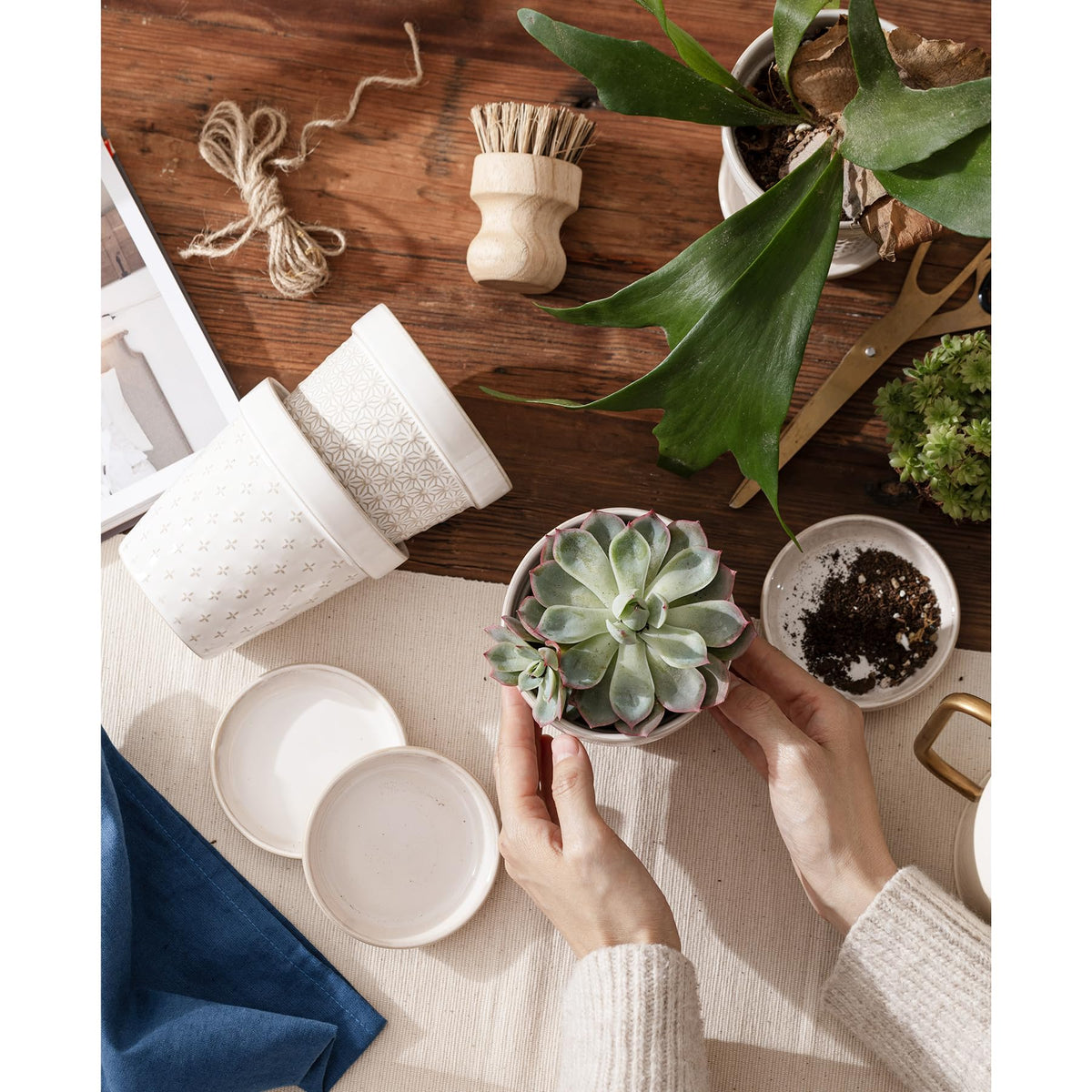 MIKIGEY indoor plant display enhances desks and shelves