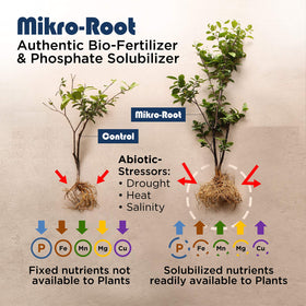 Seed germination supported by Mikro-Root for better seed health.