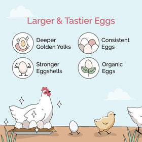Mile Four Chick Grit Layer Grower 50lb bag for older chicks aids nutrient processing.