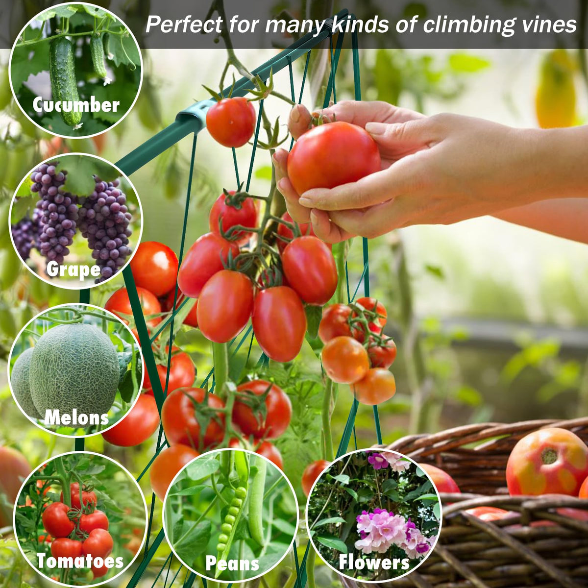 MINGRI 48x16-inch metal trellis panels provide durable garden support.
