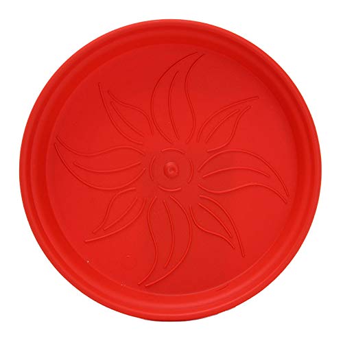 Flowers and bonsai showcased in Mintra red pots