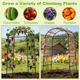 Miory trellis supports cucumbers, melons, and tomatoes for vertical yields