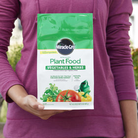 Dissolving Miracle-Gro plant food in water before feeding soil