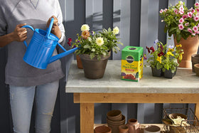 Houseplants benefiting from steady nutrients for healthier leaves