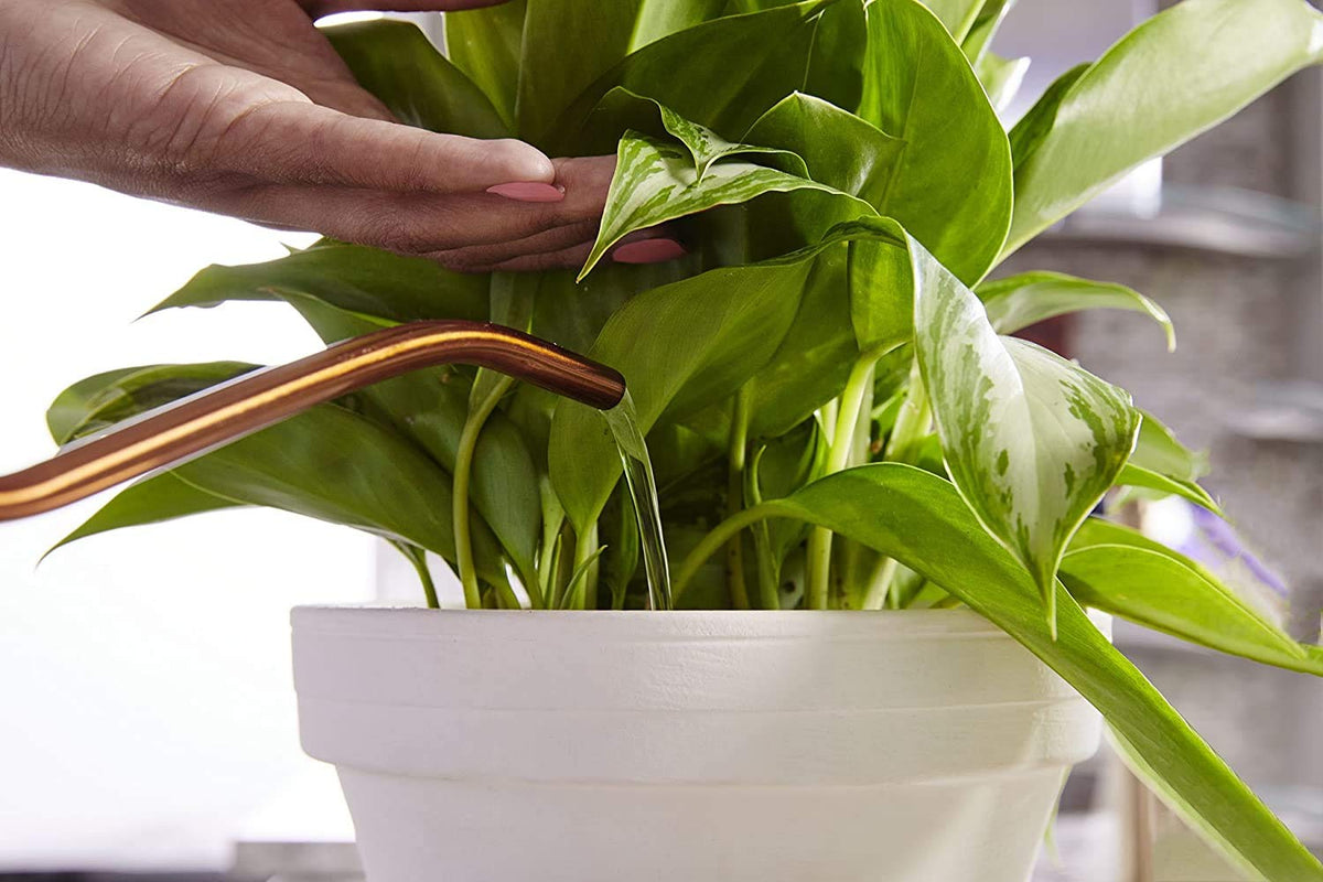 Miracle-Gro Indoor Plant Food on shelf signals reliable plant care.