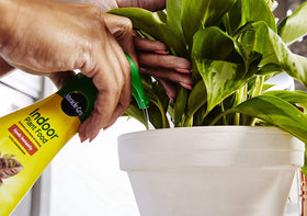 Miracle-Gro Indoor Plant Food dosing cap demonstrates precise application.