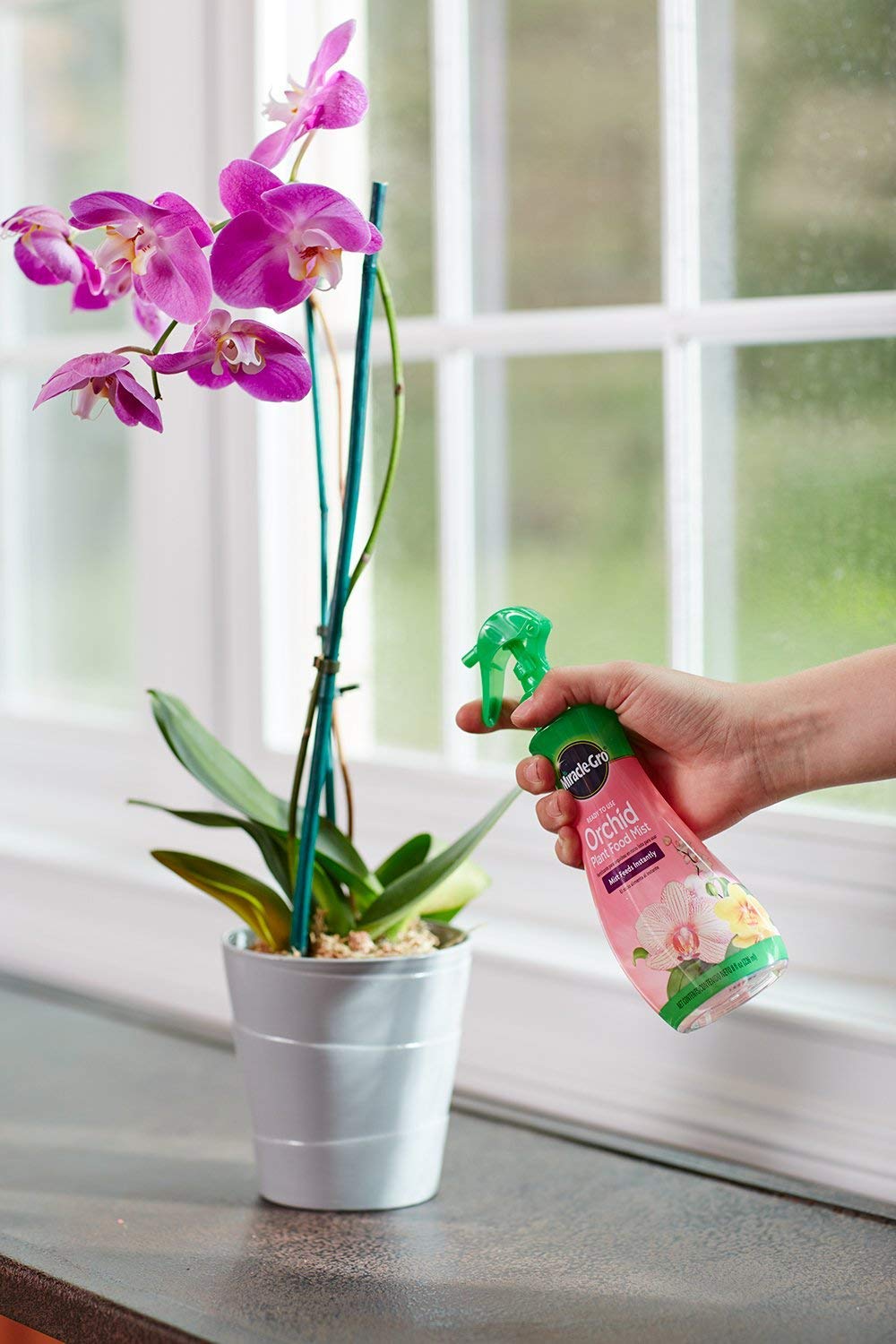 Miracle-Gro Orchid Food Mist leaves close-up with glossy foliage
