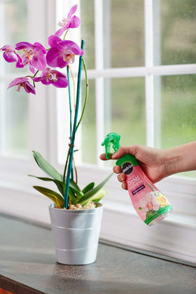 Miracle-Gro Orchid Food Mist leaves close-up with glossy foliage