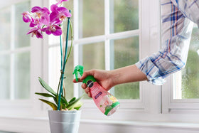 Miracle-Gro Orchid Food Mist healthy orchid after misting