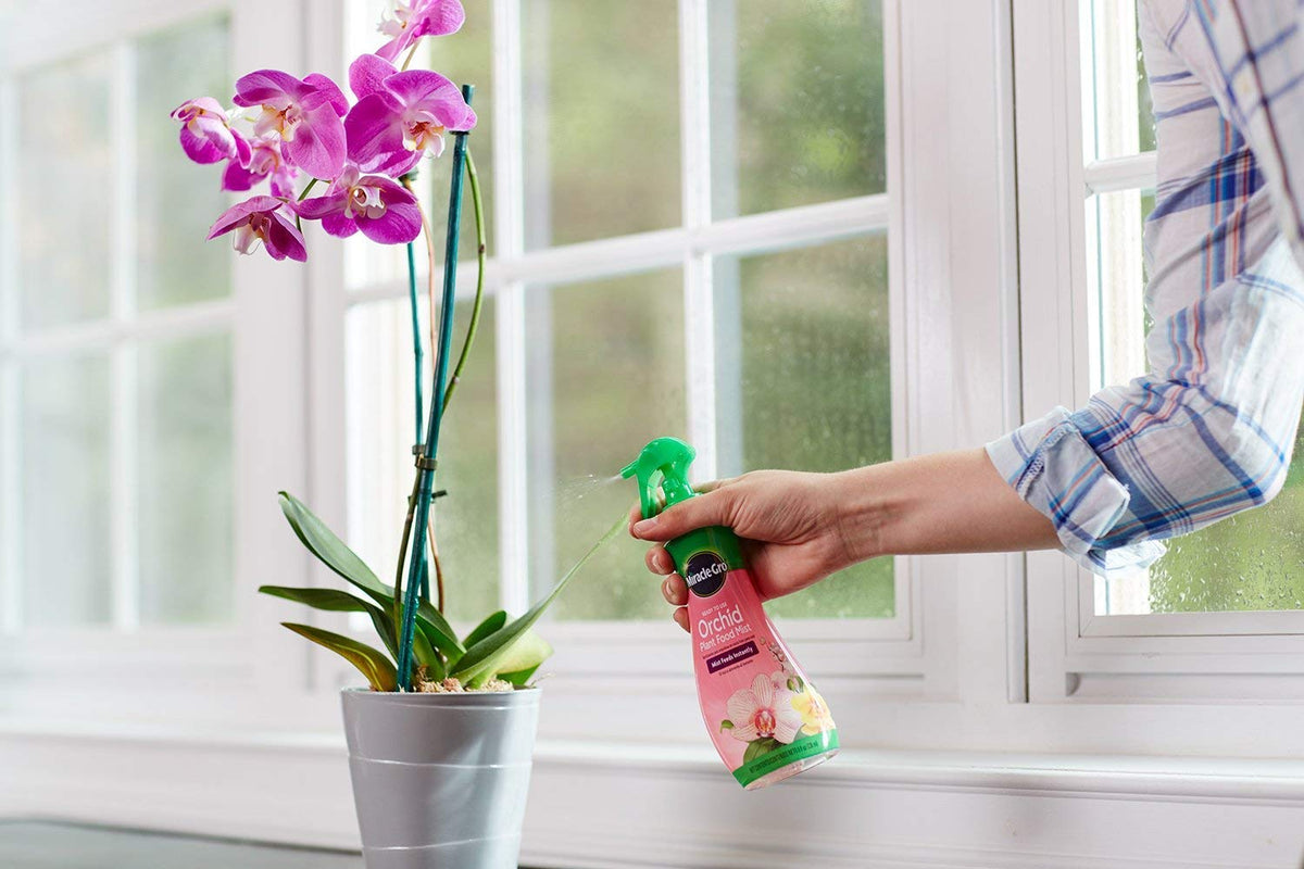 Miracle-Gro Orchid Food Mist roots benefiting from weekly feeding