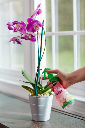 Miracle-Gro Orchid Food Mist weekly application on leaves and media