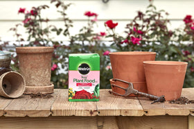 Healthy green rose leaves thanks to regular Miracle-Gro feeding.