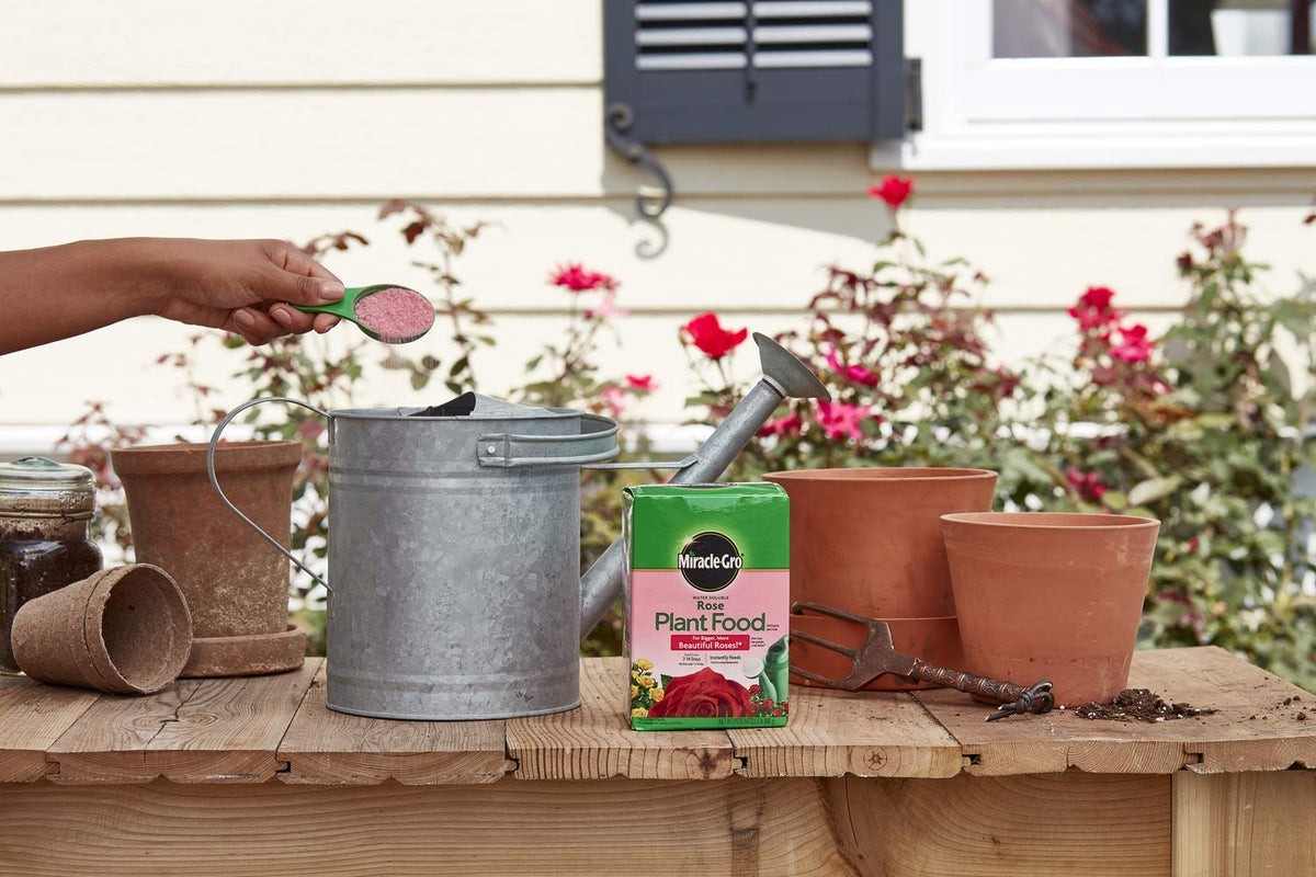 Six-pack Miracle-Gro Rose Food ready for home rose care.