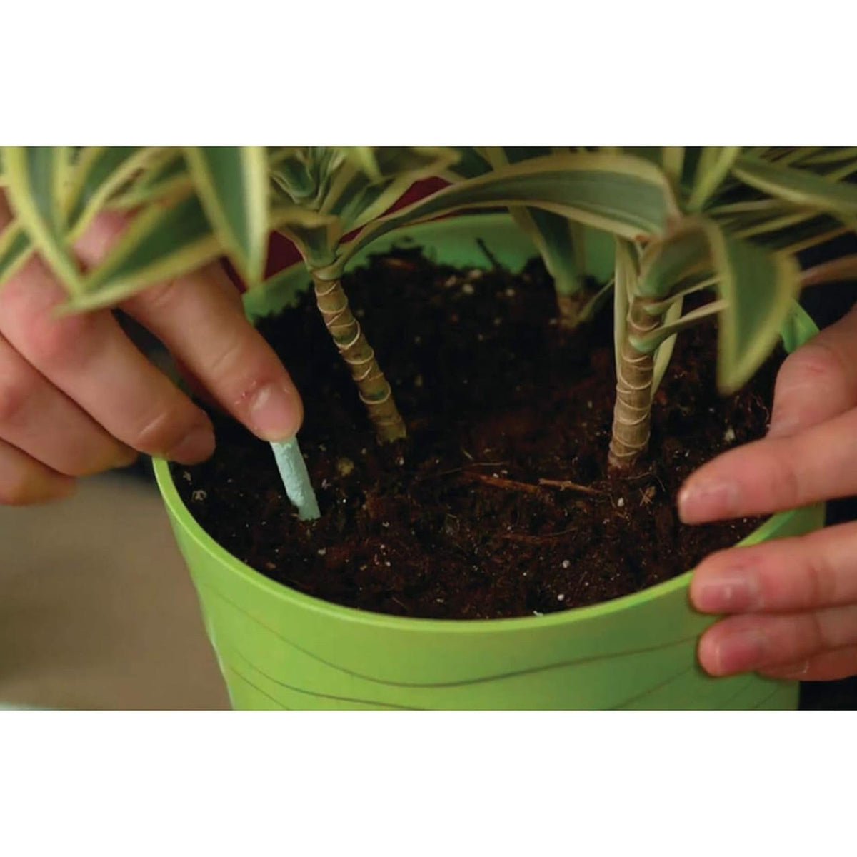Miracle-Gro Spikes dispensing into soil around a thriving plant for steady nourishment