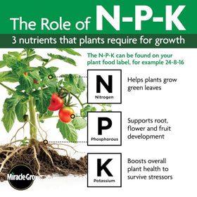 Miracle-Gro Indoor Plant Food Spikes being inserted into moist soil for continuous feeding