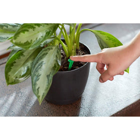 Miracle-Gro Spikes packaging visible, highlighting 24 spikes for continuous feeding
