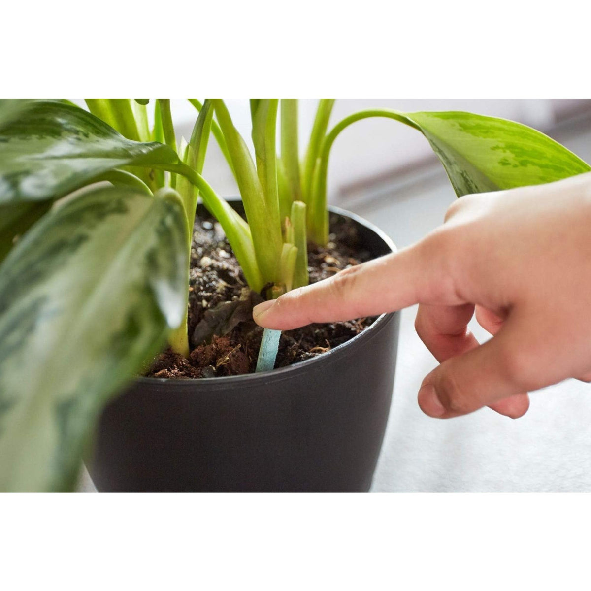 Miracle-Gro Spikes replacement cycle across seasons ensures ongoing care for houseplants