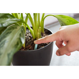 Miracle-Gro Spikes replacement cycle across seasons ensures ongoing care for houseplants