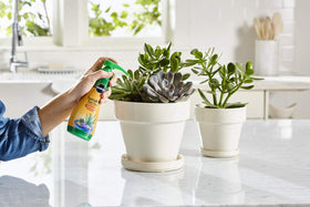 Soil application around a potted succulent for targeted feeding with Miracle-Gro.