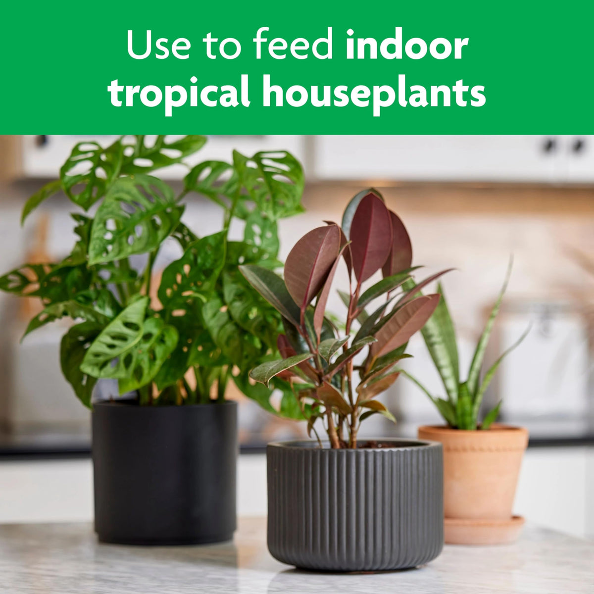 Miracle-Gro Tropical Houseplant Food promotes lush foliage in indoor plants.