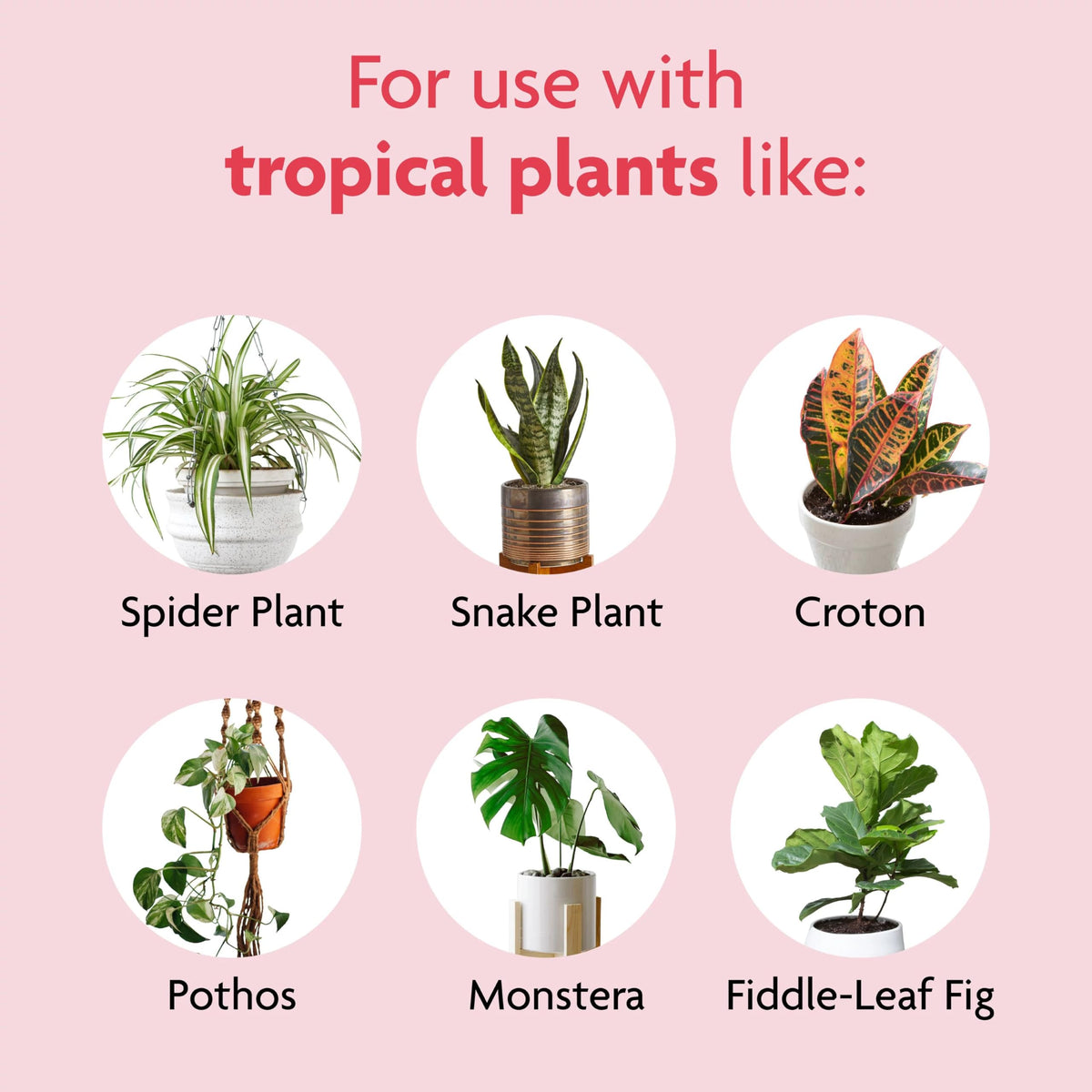 Miracle-Gro Tropical Houseplant Food shown with spider plants for vibrant growth.