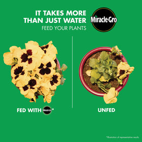 Miracle-Gro Plant Food being used to support healthy garden plants