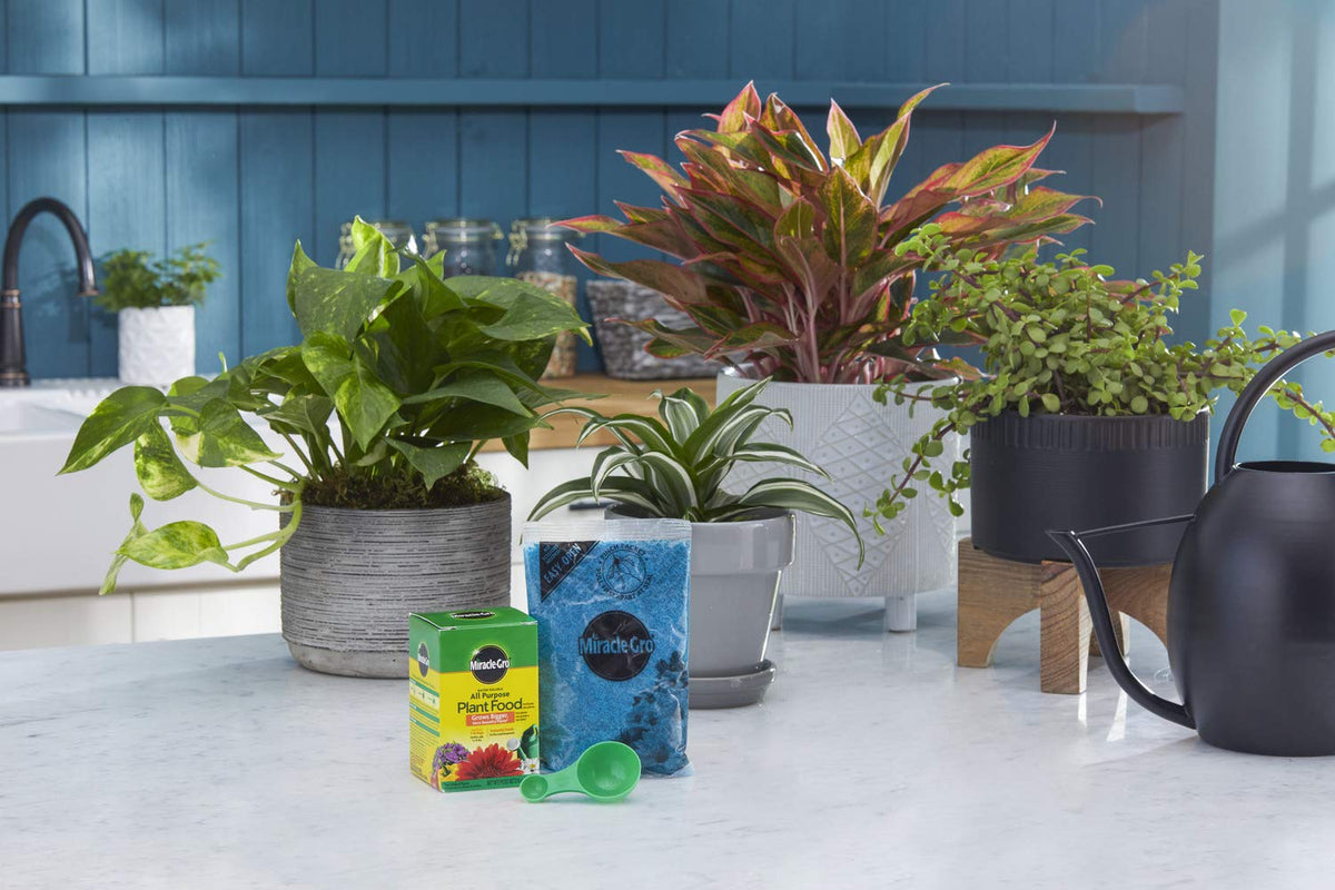 Indoor potted plant receives Miracle-Gro feeding for vibrant foliage