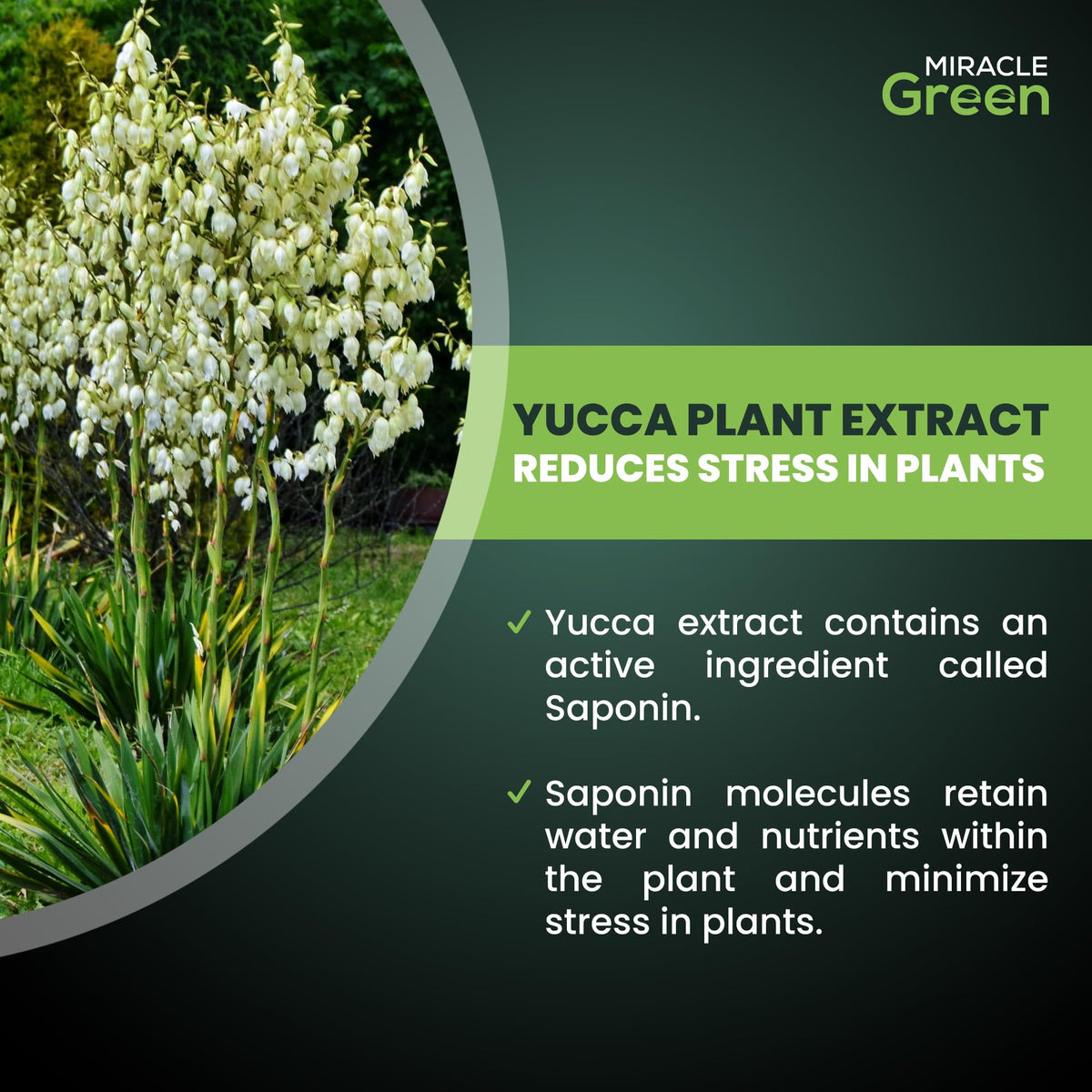 Miracle Green indoor plants benefit from EDTA-chelated nutrients for uptake.