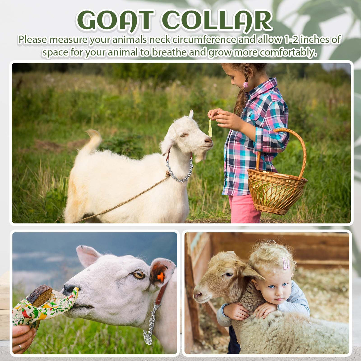 Misdary gift option for goat herd managers and enthusiasts