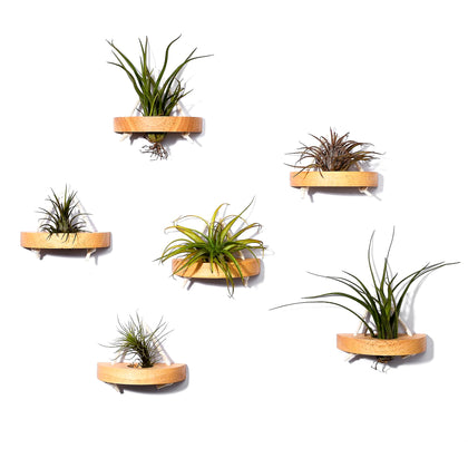 MITIME air plant holder with semi-circular design for stylish wall display.
