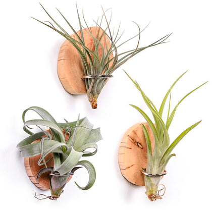 MITIME magnetic air plant holder on fridge showing natural wood texture and organization