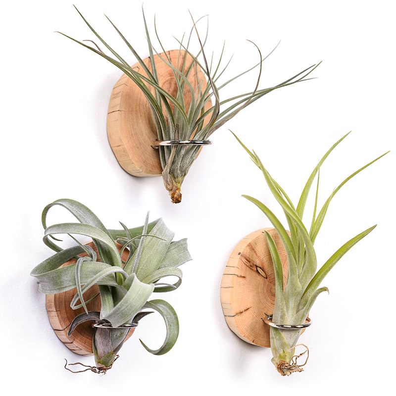 MITIME magnetic air plant holder on fridge showing natural wood texture and organization