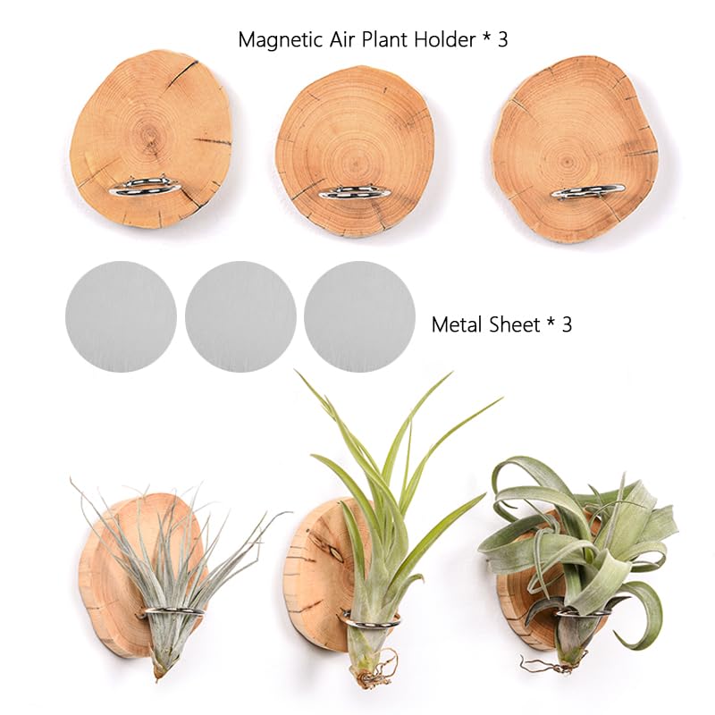MITIME space-saving vertical display for air plants in small rooms