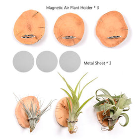 MITIME space-saving vertical display for air plants in small rooms