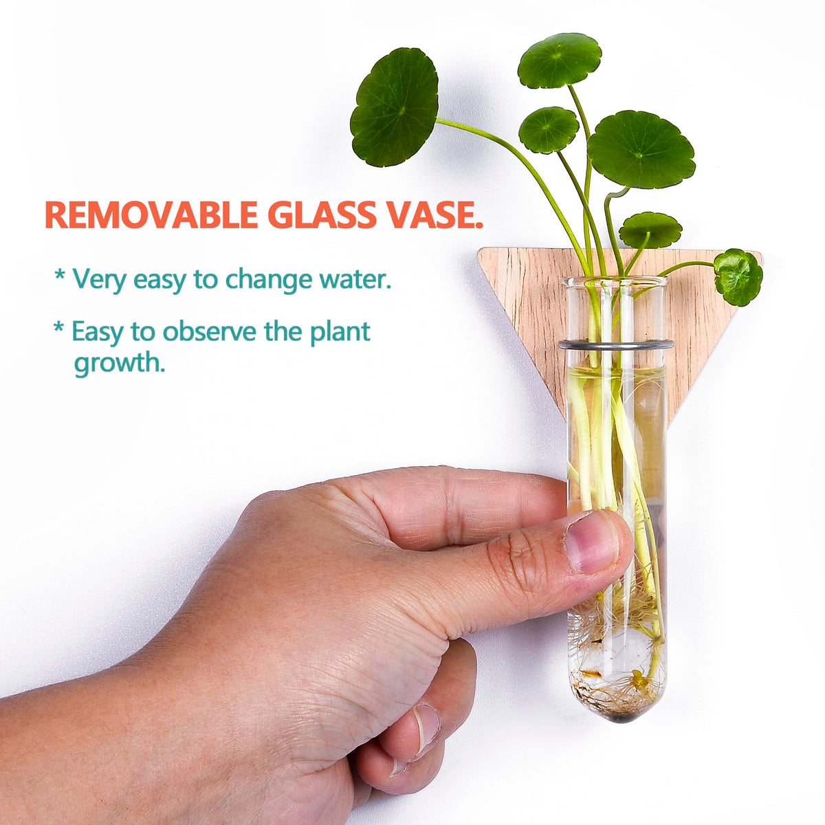 MITIME wood-and-glass circles planter ideal for propagation on walls.
