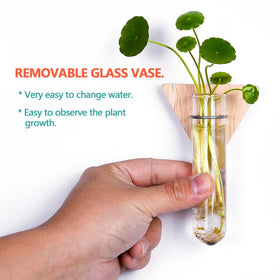 MITIME wood-and-glass circles planter ideal for propagation on walls.