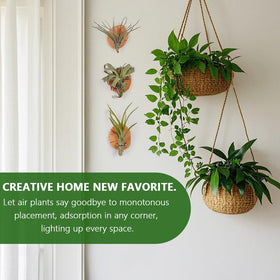 MITIME wall-mounted wooden holder displays an air plant for vertical decor