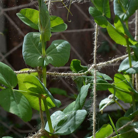 Miuezuth jute netting eco friendly and biodegradable.