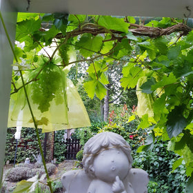 Miuezuth reusable organza fruit bag ready for harvest protection