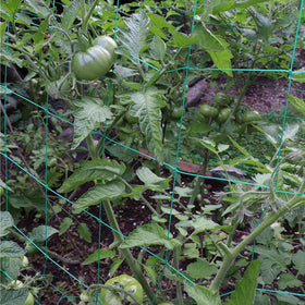 Miuezuth Trellis Netting enhances airflow and sun exposure for vines.