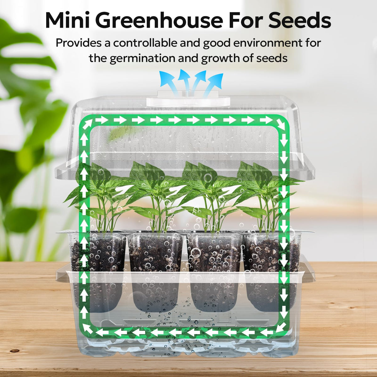 MIXC base mini greenhouse supports even heat and humidity for early growth.