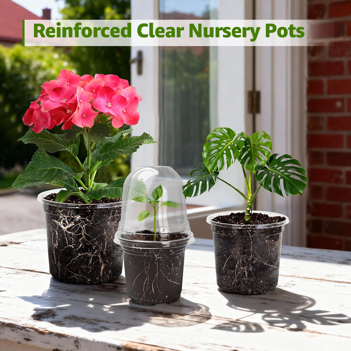 Perfect starter kit for herbs, succulents, cacti, and leafy greens.