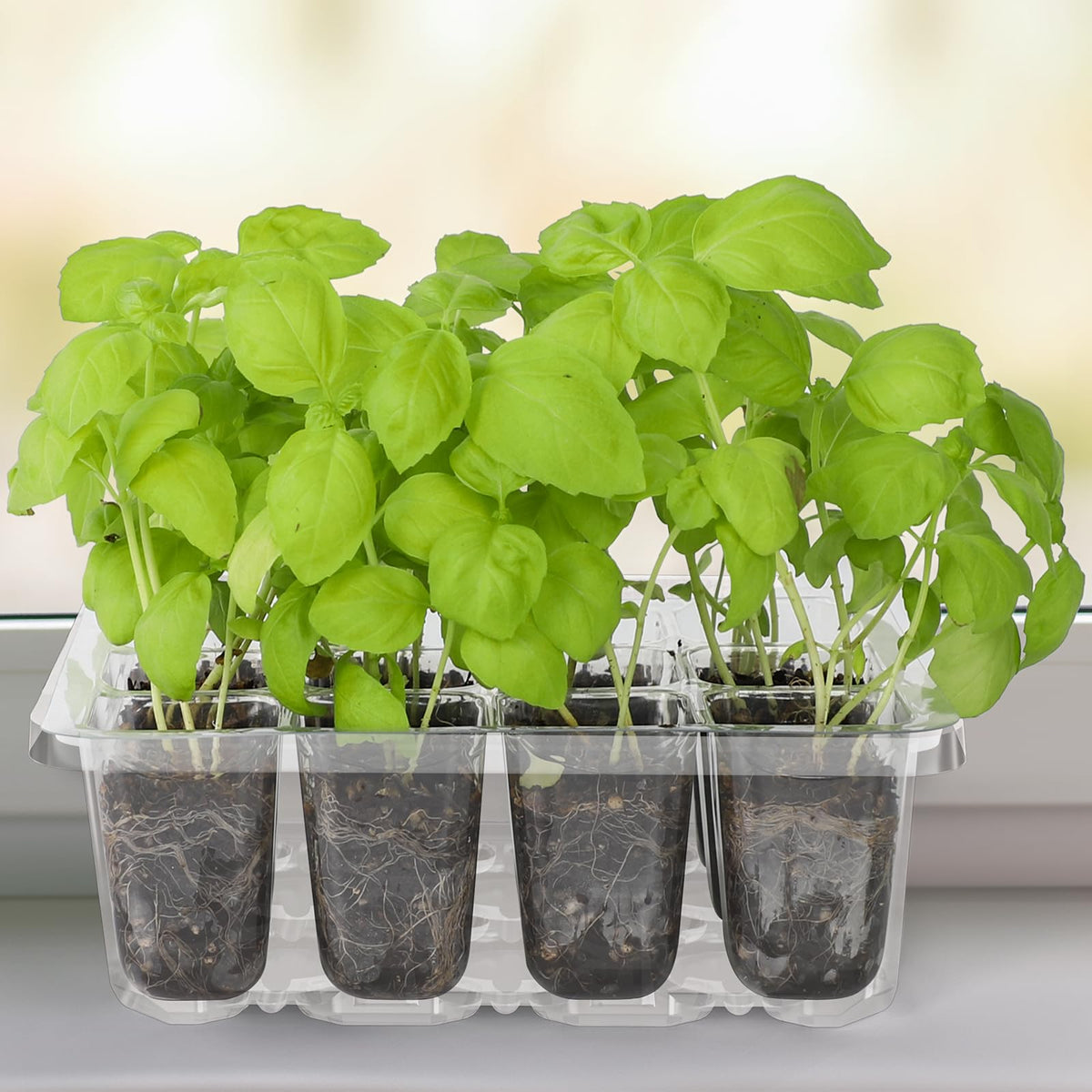 MIXC germination kit in action with seedlings emerging after days.