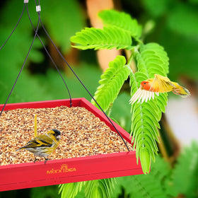 MIXXIDEA dual-layer frame with nails supports corn prep for wildlife.