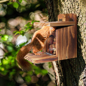 MIXXIDEA Squirrel Feeder Box outdoor-garden-view highlights visible quality in yard settings.