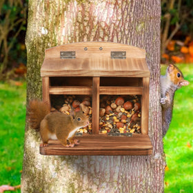 MIXXIDEA squirrels feeding on feeder demonstrates natural observation moments.