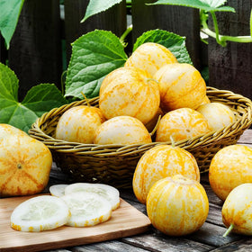 Mixrug 100+ heirloom seeds showing heritage and garden potential