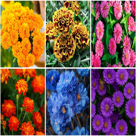 Mixrug 1000plus marigold seeds pack ready to plant for vibrant summer color.